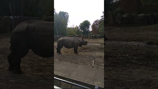 Зоопарк в Варшаве " Носорог" смотреть онлайн