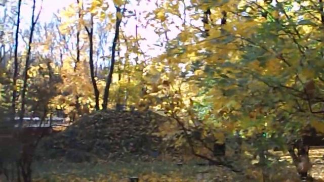 Клены в саду усадьба Толстого Льва Николаевича