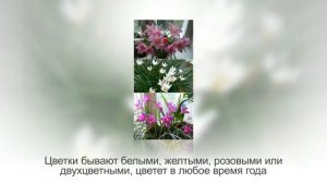 Лучшие ЛУКОВИЧНЫЕ РАСТЕНИЯ для комнатного цветоводства. Фото и названия