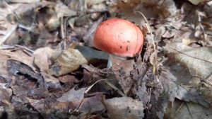 Hiking along found strange red capped mushroom, (Not short)