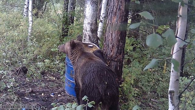 Сладкая привада для медведя. смотреть онлайн