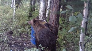 Сладкая привада для медведя.
