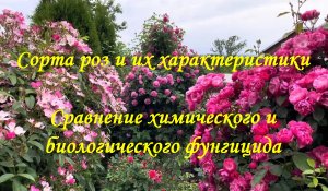 Сорта роз и их характеристики