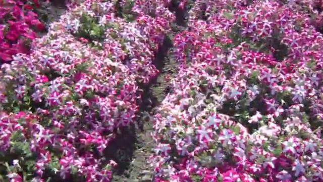 Plethora Petunia Perfume Phantasy pSyngenta смотреть онлайн