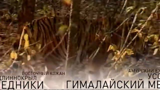 Животный мир Приморья смотреть онлайн