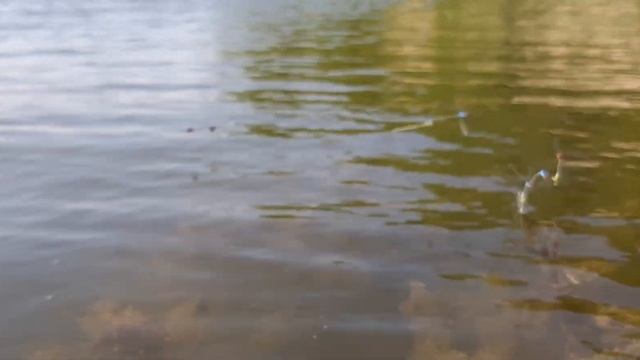 Спаривание стрекоз смотреть онлайн