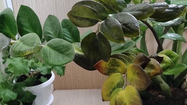 Замиокулькас (долларовое дерево) замёрзли листья