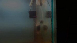 САМЫЙ ЭФФЕКТИВНЫЙ РЕАКТОР СО2