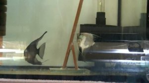 Разведение скалярий Пиной Параиба.