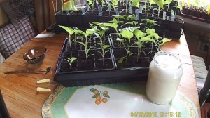 Подкормка рассады дрожжами и сахаром. Миф или реальность?