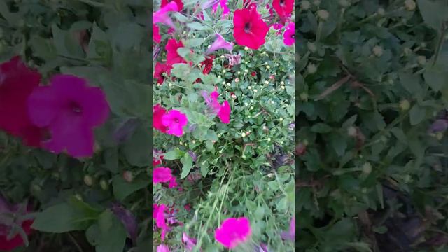 Петуния против хризантемы🤣 смотреть онлайн