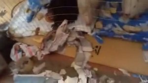 Нутрии живут в квартире