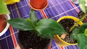 Plantele mele in Octombrie 2017 | Update