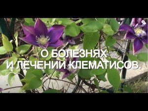 О болезнях и лечении клематисов.