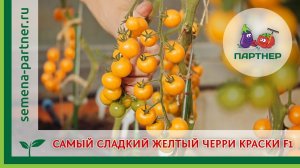САМЫЙ СЛАДКИЙ ЖЕЛТЫЙ ЧЕРРИ КРАСКИ F1