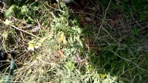 коп №1( MAKRO RACER 2)