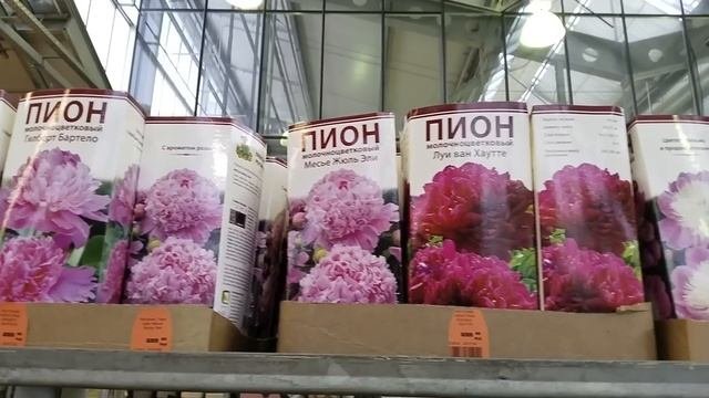 ?Оби⚘Лилии?Плодовые Саженцы?Розы?Пионы?