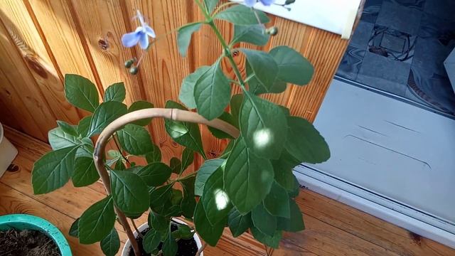 Цветет Клеродендрум Угандийский Голубые Бабочки смотреть онлайн