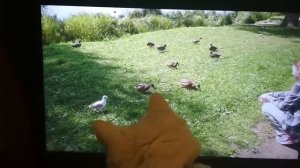 Кошка ловит уток!