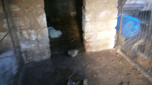 Как и чем я кормлю Нутрий зимой! смотреть онлайн