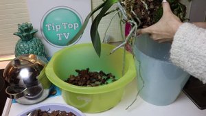 ПЕРЕСАЖИВАЮ ОРХИДЕЮ В ГРУНТ ИЗ ФИКС ПРАЙС❤️ХОРОШАЯ ЛИ ЭТО ИДЕЯ❤️ТЕСТ ФИКС ПРАЙС