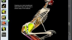 Грушевидная мышца