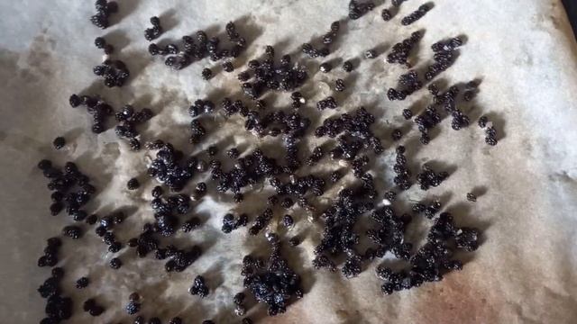 Папайя. Вкусные фрукты. Как правильно их есть. Как высушить семена папайи. смотреть онлайн