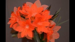 Валотта. Как цветет Валотта. 2014 г.