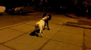 жёсткий бой, схватка Кане Корсо и Алабая. КТО КОГО
