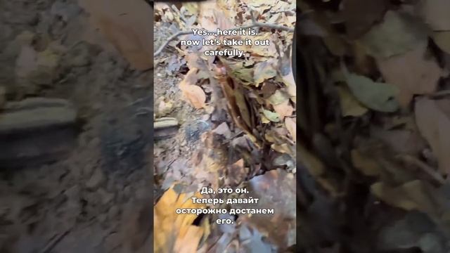 Truffle dog #truffle #трюфель смотреть онлайн