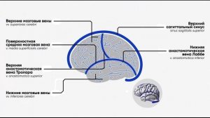 Поверхностные мозговые вены