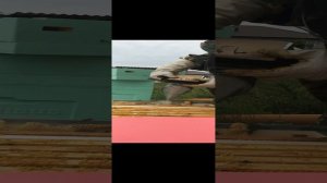 Расширение пчелинной семьи