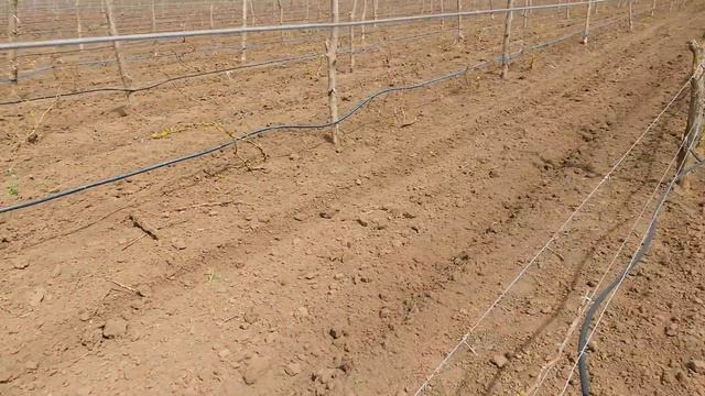 20160419 Виноград Юбилей Новочеркасска смотреть онлайн