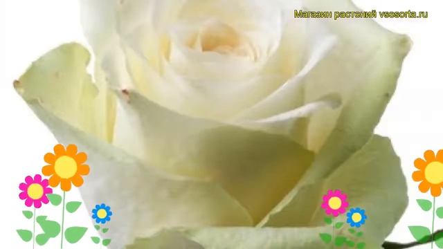 Роза чайно-гибридная Атена. Краткий обзор, описание характеристик, где купить саженцы Athena