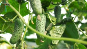 Копеечная смесь от пожелтения и скручивания листьев огурцов! Почему скручиваются листья огурцов?