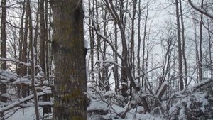 Кросман 1077.Охота на лампочку) Crosman 1077.