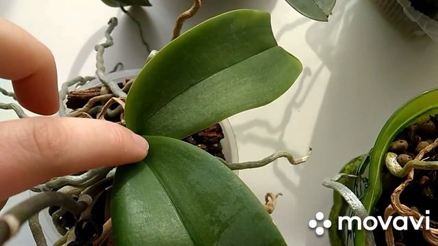 Орхидеи! Минимальный уход! Цитокининовая паста. смотреть онлайн