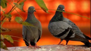 Canon 600D Shoot Pigeon Nature Video