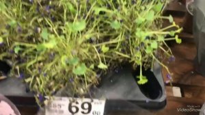 Цветы в Ашане.Уценка.