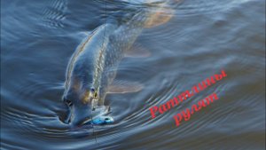 Ловля щуки на раттлины поздней осенью по холодной воде, особенность проводки
