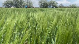 Как сеялка СЗ-3,6 посеяла по нулю