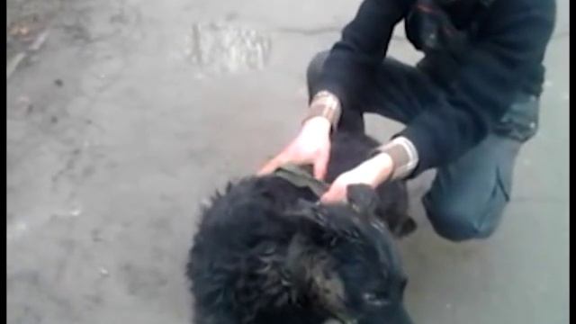 Спасли отравленную собаку - (Буюканы) 18.02.2014 смотреть онлайн