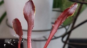 Psychp. Mariposa 'Twins' Орхидея ПСИХОПСИС уход