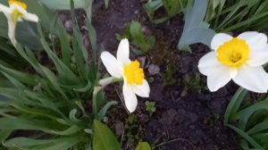 Вечерние нарциссы.