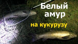 Ночная рыбалка на белого амура