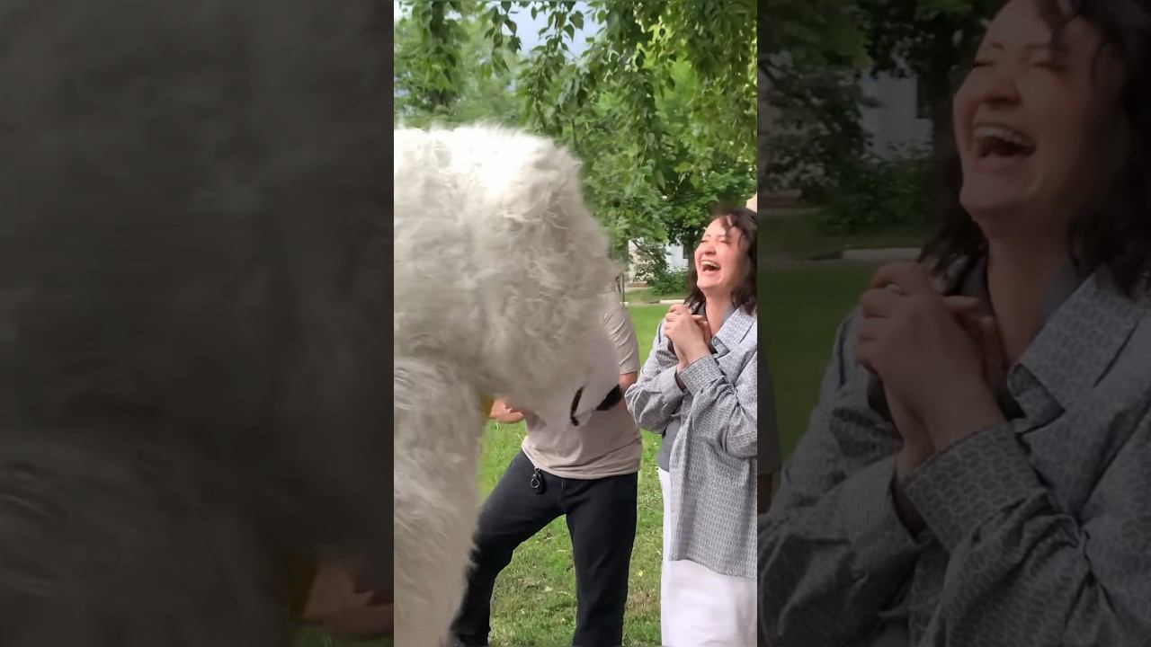 Невероятный Сюрприз на День Рождения: Танцующий Белый Мишка и Цветы для Именинницы смотреть онлайн