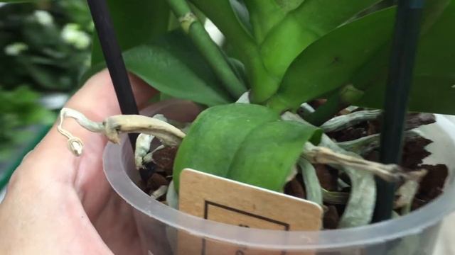 Распродажа орхидей в Бауцентре 29 августа 2020г. Одну увезла с собой и остатки в Экофлоре..