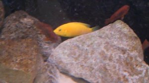Labidochromis caeruleus 'yellow Kakusa'