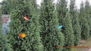 Ель обыкновенная Купрессина (picea abies cupressina) ? обзор: как сажать, саженцы ели Купрессина