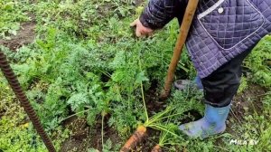 Как растёт морковь на русском севере.